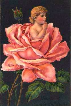 The Child Of The Rose